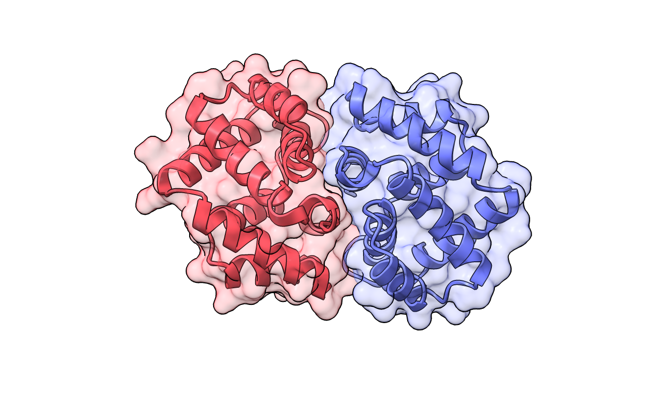 Fel d 1 protein structure showing chain 1 (red) and chain 2 (blue) forming a heterodimer